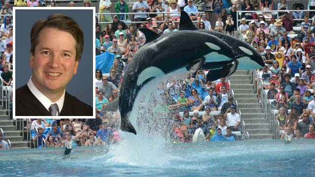 Killer whales perform for crowds at SeaWorld San Diego. Brett Kavanaugh inset. 